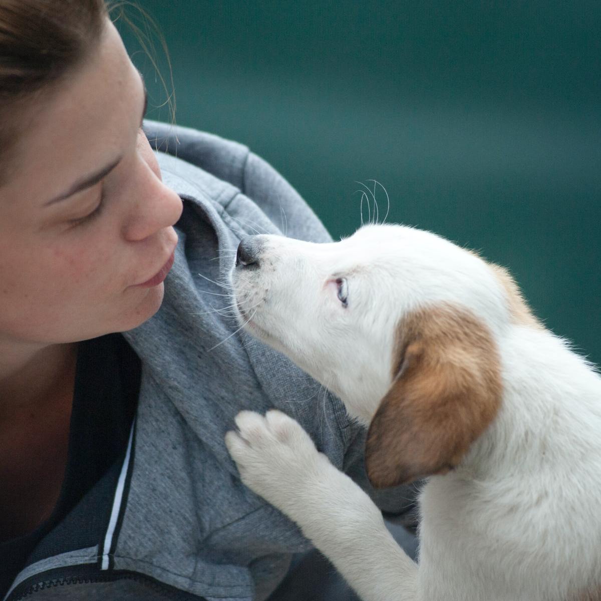 驚！毛小孩數量超過小孩人口？寵物服務成為許多民眾需求
